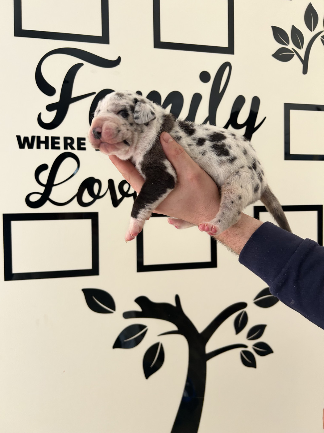 des Terres de Benji - Chiots disponibles - Dogue allemand