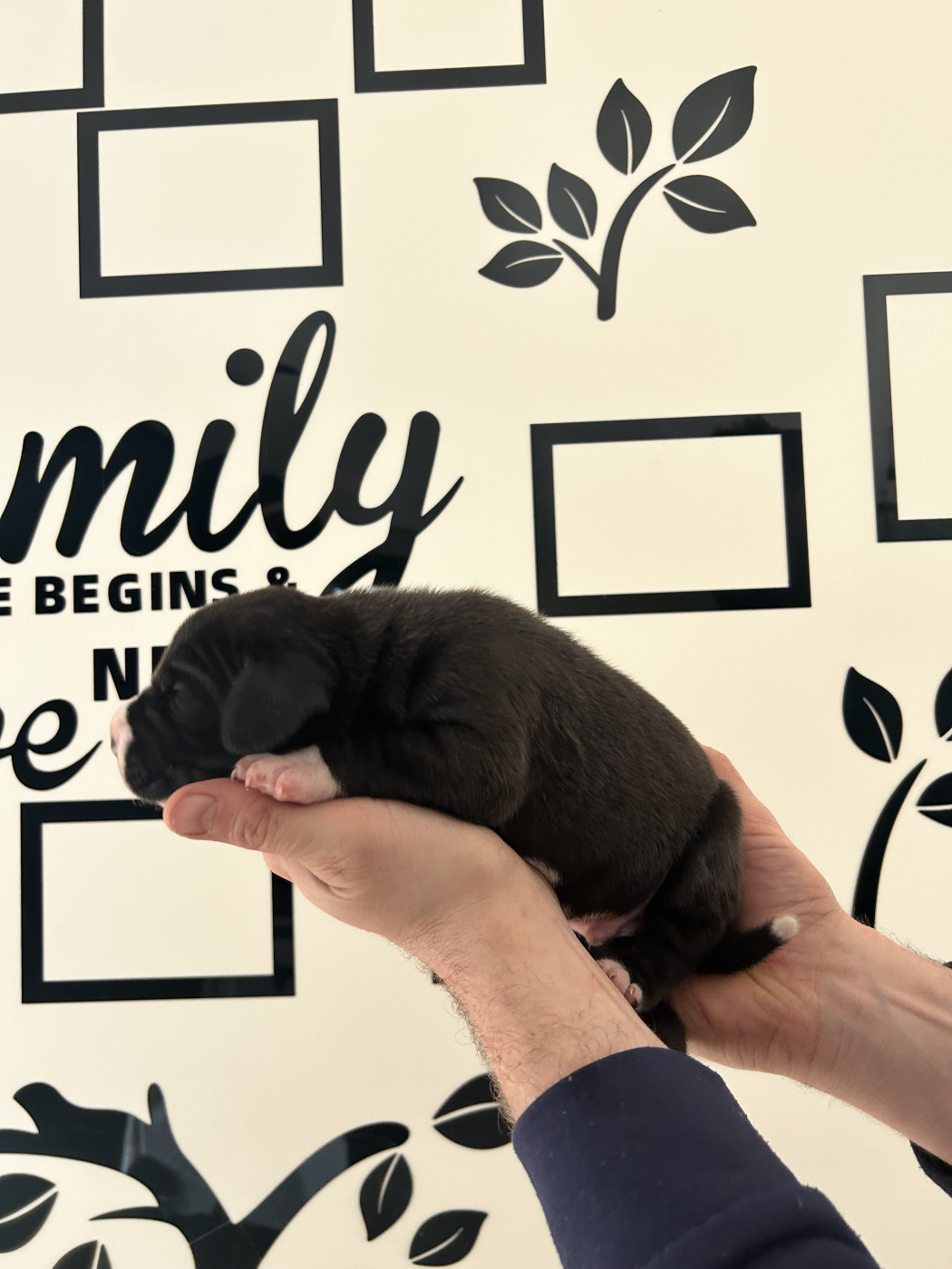 des Terres de Benji - Chiots disponibles - Dogue allemand