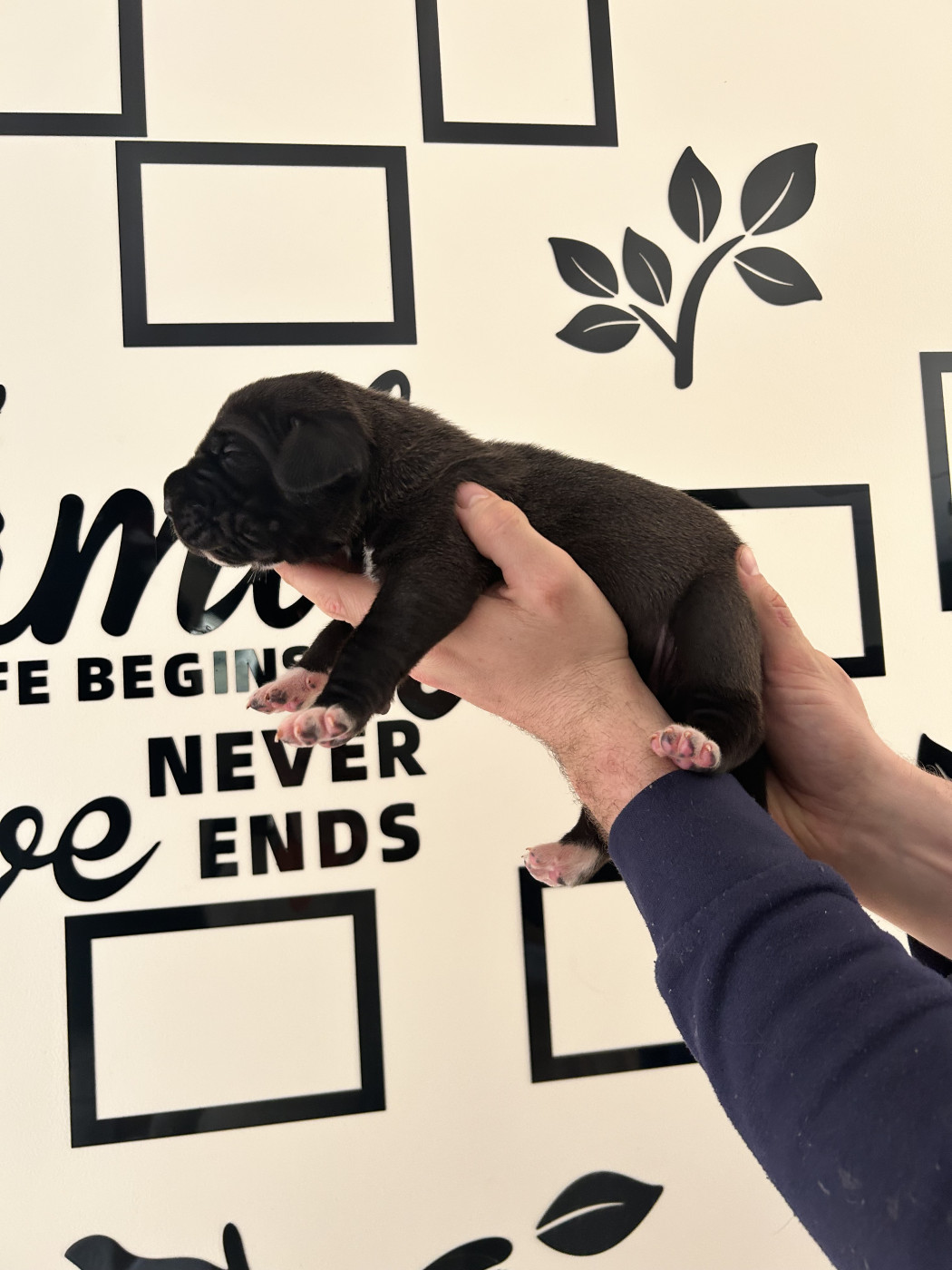 des Terres de Benji - Chiots disponibles - Dogue allemand