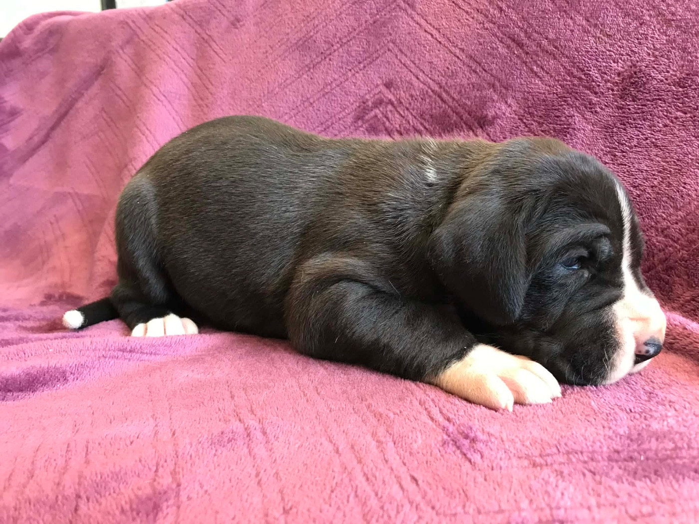 des Terres de Benji - Chiots disponibles - Dogue allemand