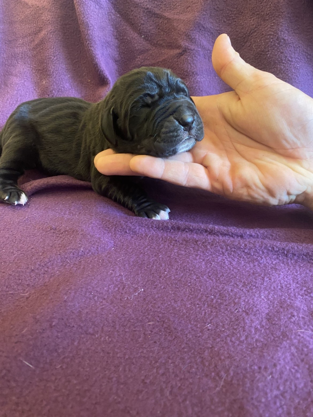 des Terres de Benji - Chiots disponibles - Dogue allemand