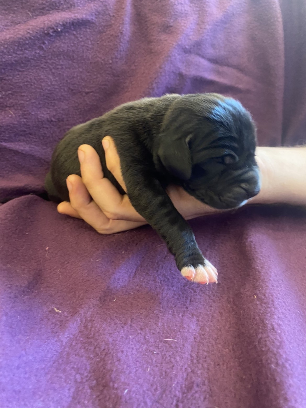 des Terres de Benji - Chiots disponibles - Dogue allemand