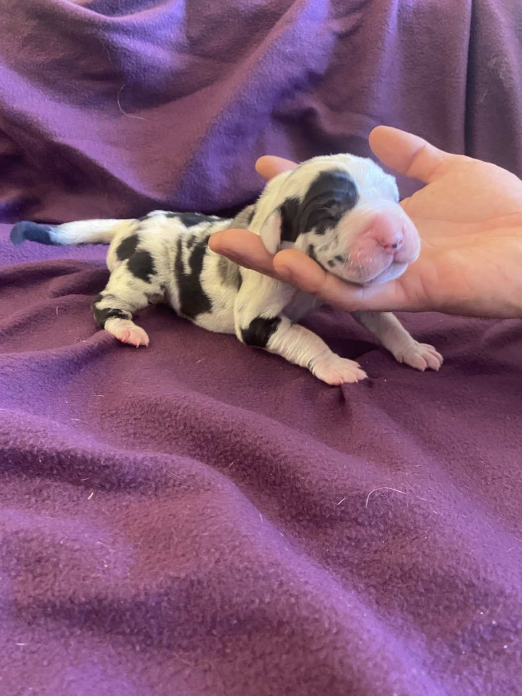 des Terres de Benji - Chiots disponibles - Dogue allemand