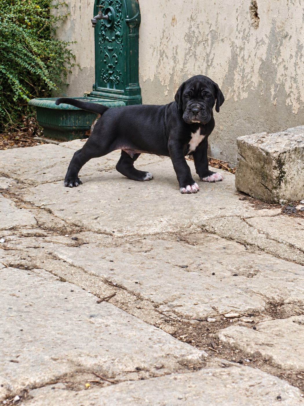 des Terres de Benji - Chiots disponibles - Dogue allemand