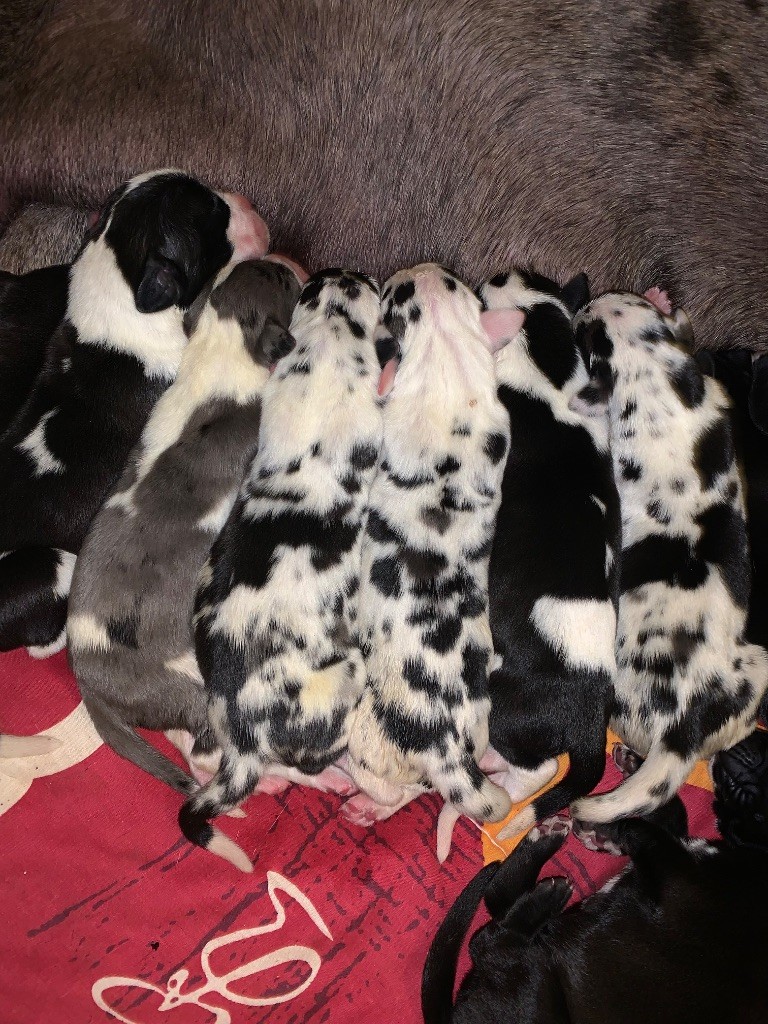 des Terres de Benji - Dogue allemand - Portée née le 04/08/2025