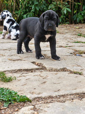 Chiot N°1